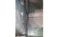 Килимок в багажник Lynk & Co 900 Em-P 2025 –, поліуретановий, Avto-Gumm